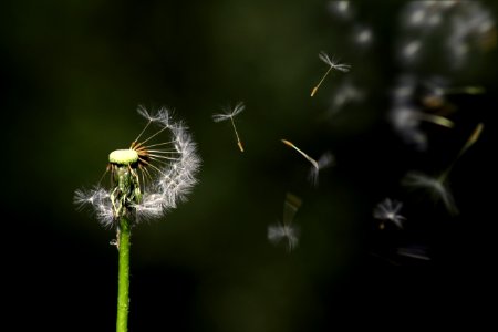Dandelion Seeds Blowing In Wind photo