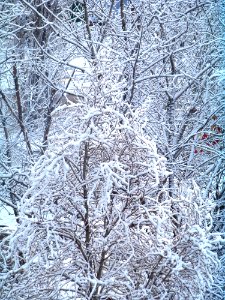 Background Of Snow Covered Trees photo