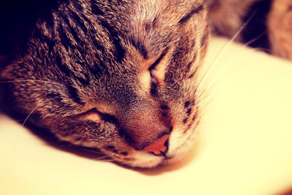 Sleeping Cat photo