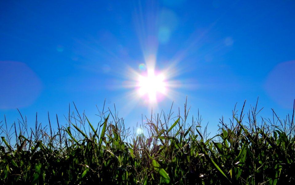 Sun Shining Over Grass