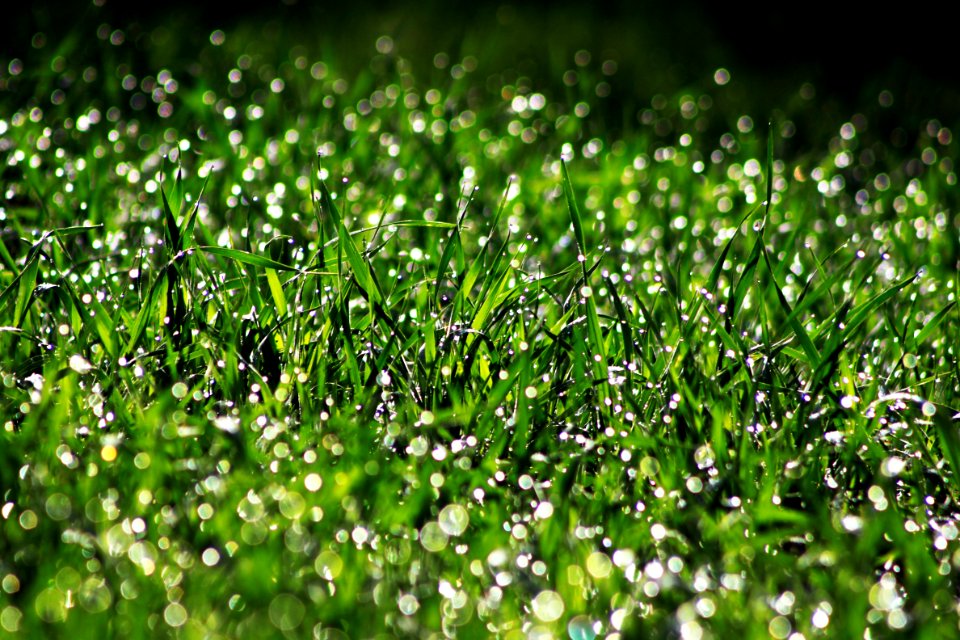 Background Of Wet Grass