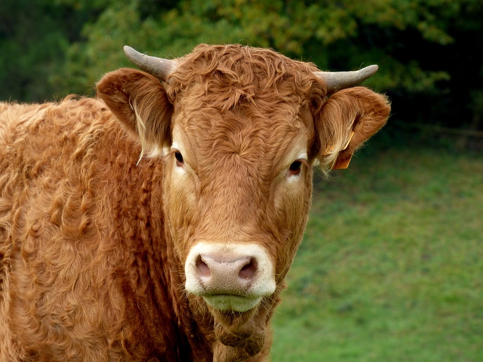 Nature mammal countryside