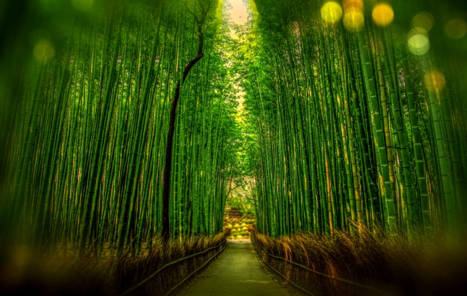 Scenic View Of Bamboo Trees