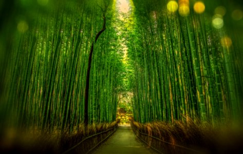 Scenic View Of Bamboo Trees