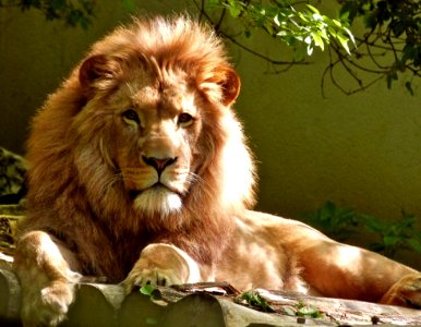 Close-up Portrait Of Lion photo