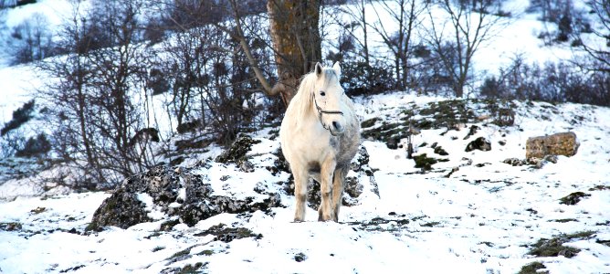 White Horse In Snow photo