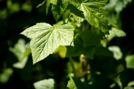 Green Leaf Plant photo