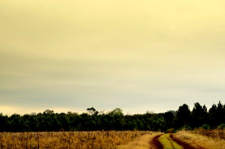 Green Tall Trees