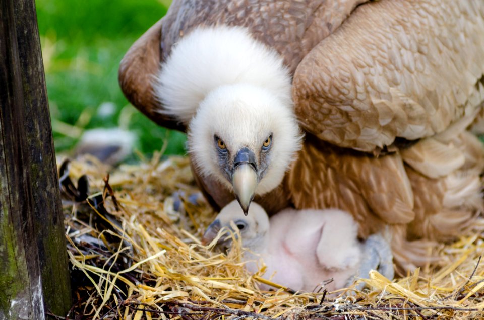 Brown And White Bird Closeup Photography photo