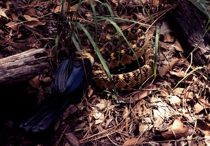 Brown And Black Python On Ground