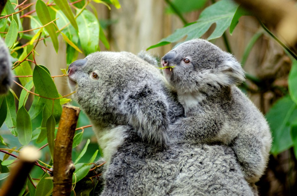 Koala Bear With Baby On Back