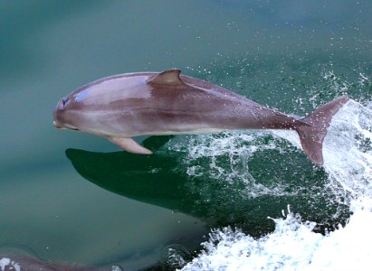 Dolphin At Play