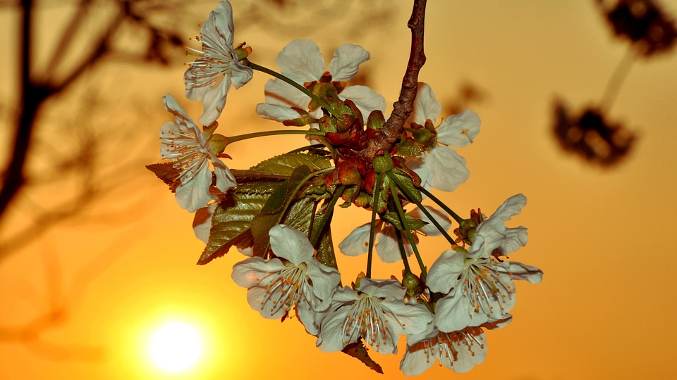 Cherry flower spring