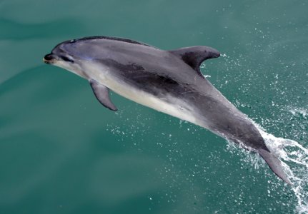 Dolphin At Play 15