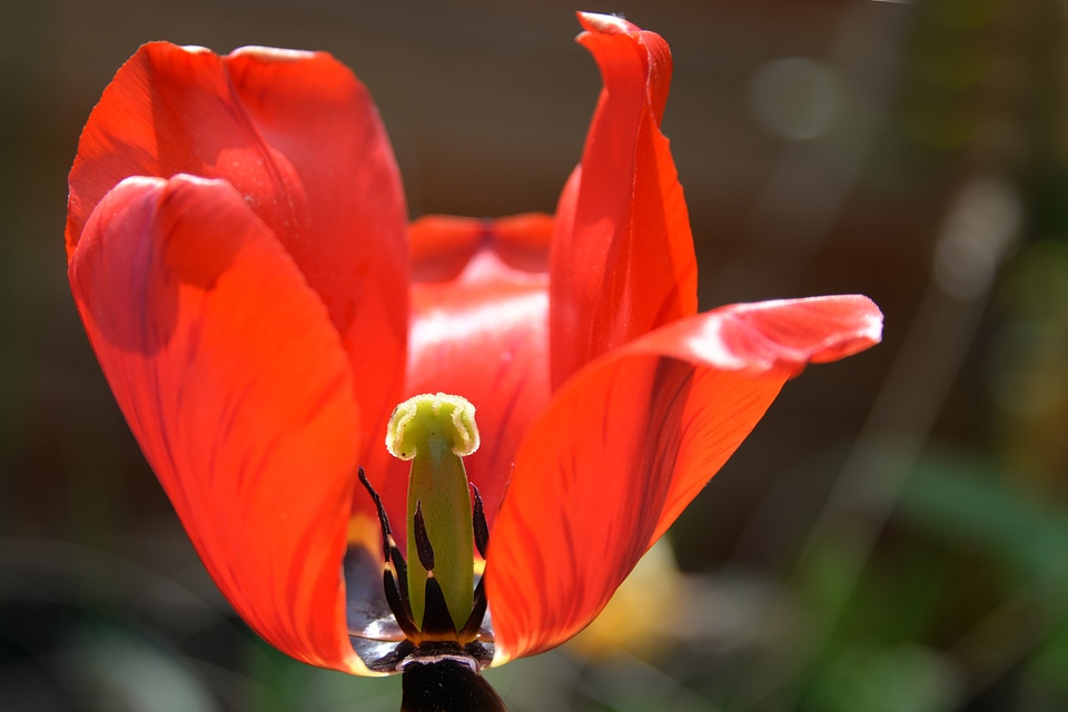 Spring flower red