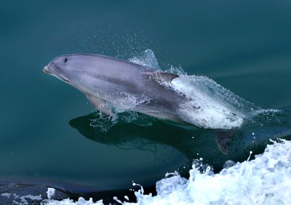 Dolphin At Play 1