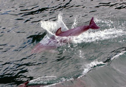 Dolphin At Play 11