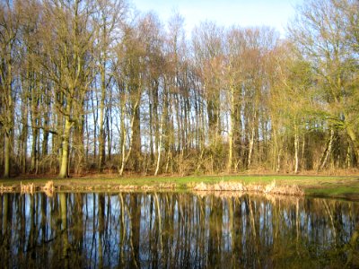 Amsterdamse Bos Winter photo