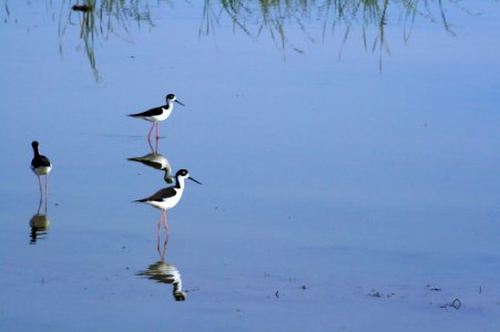 Black-necked Stilt