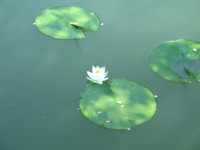 Lotus Flower And Leaves
