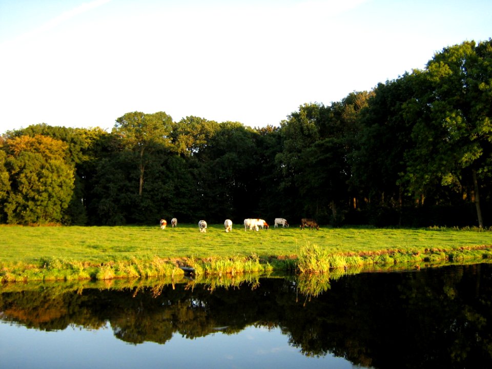 Cows In Evening Light