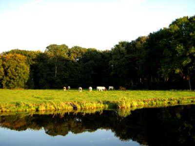 Cows In Evening Light