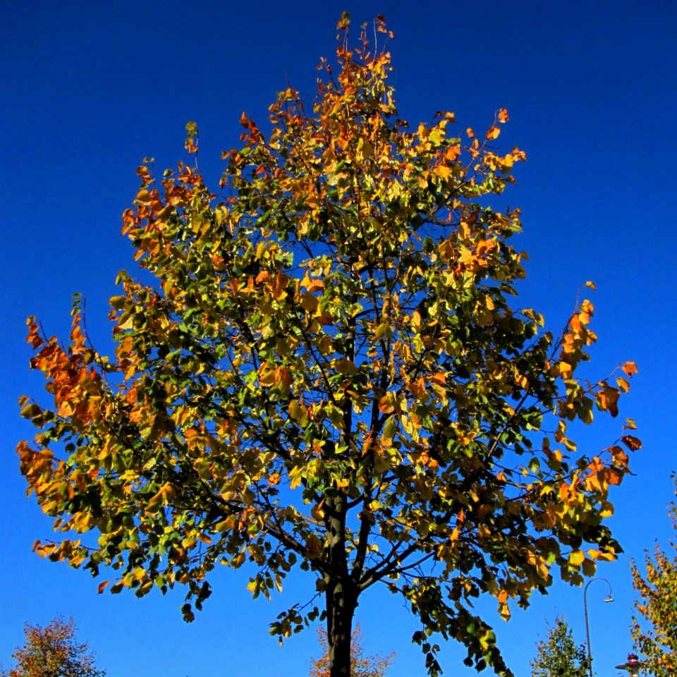 Autumn Colors