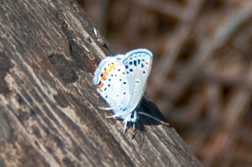 Silver Studded Blue Butterfly