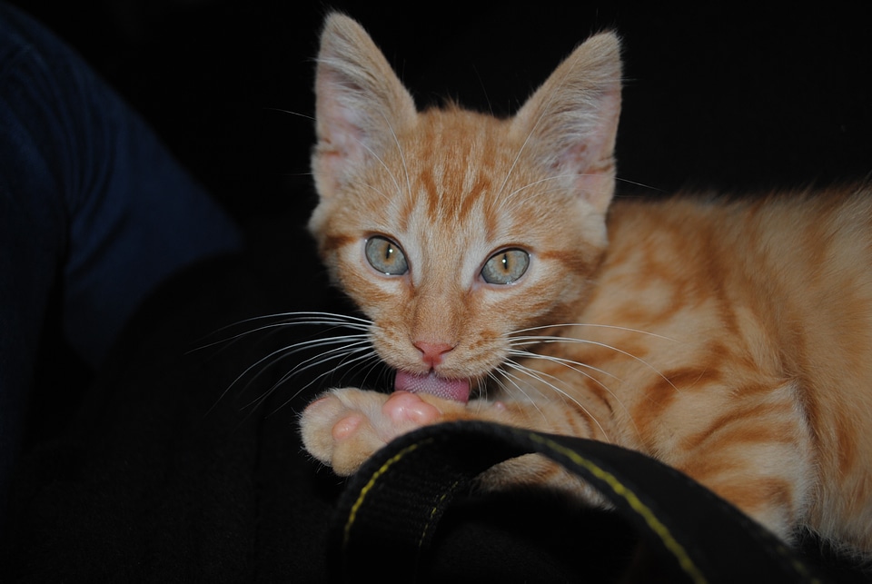 Cat animal cat face