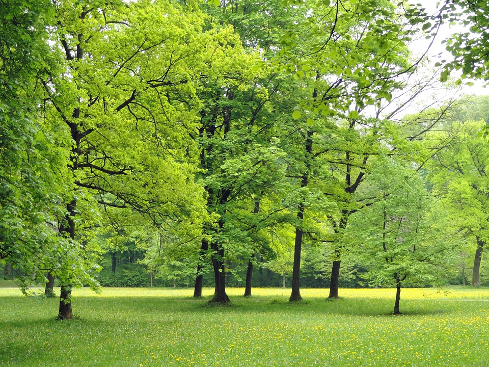 Foliage woods outside
