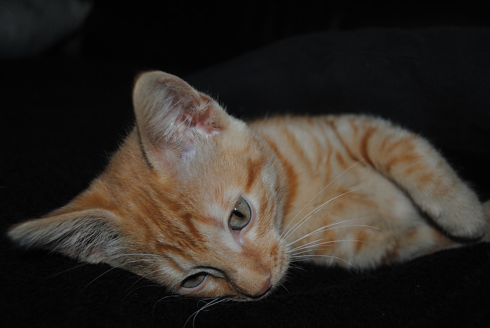Cat animal cute
