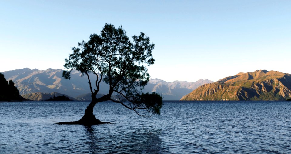 The Tree Lake Wanaka NZ