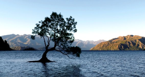 The Tree Lake Wanaka NZ