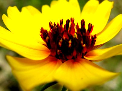 Blooming