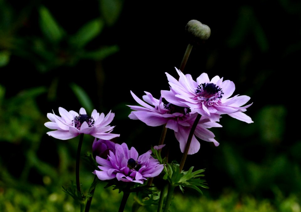 Anemone