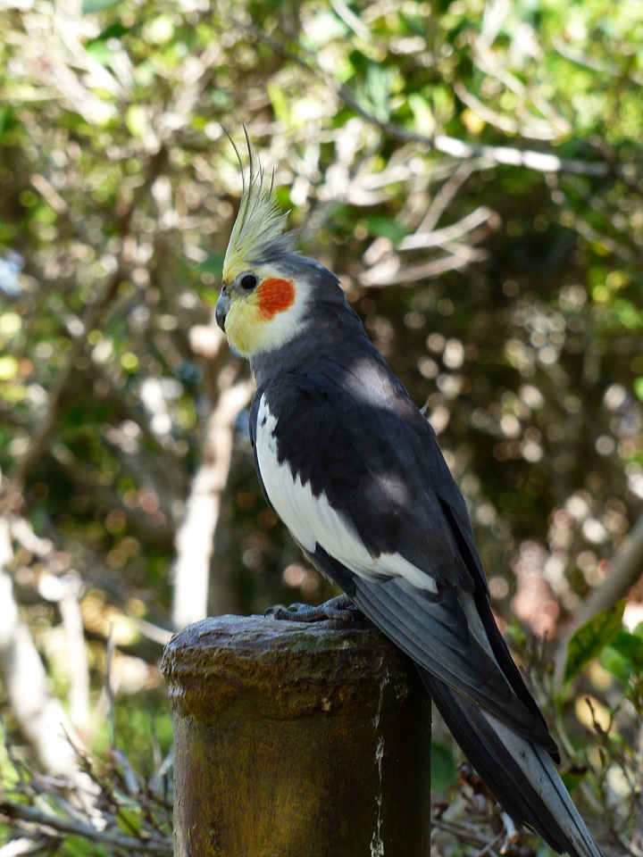 Males bird figure nymphicus hollandicus
