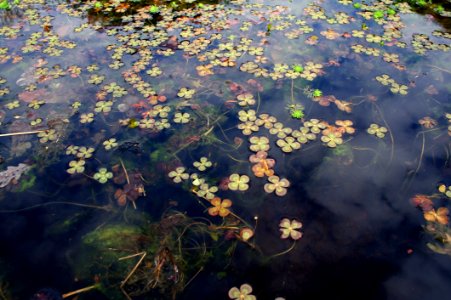 Clovers On Pond