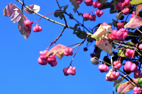 PUBLIC DOMAIN PIXABAY - VIIIW 27-09-15 DSC0059