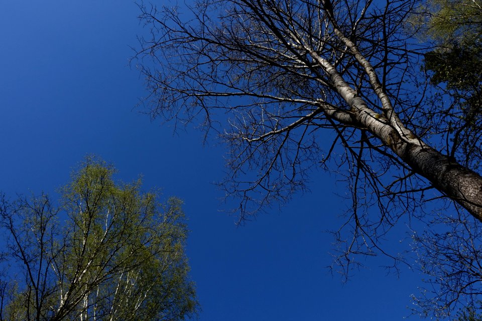 Sky Natural Landscape Twig Tree