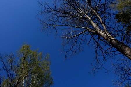 Sky Natural Landscape Twig Tree photo