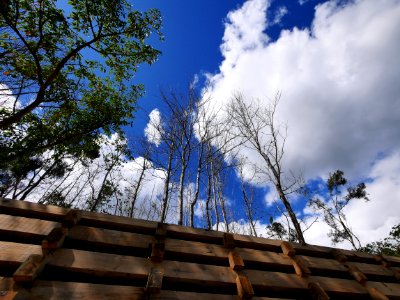 Cloud Sky Plant Azure