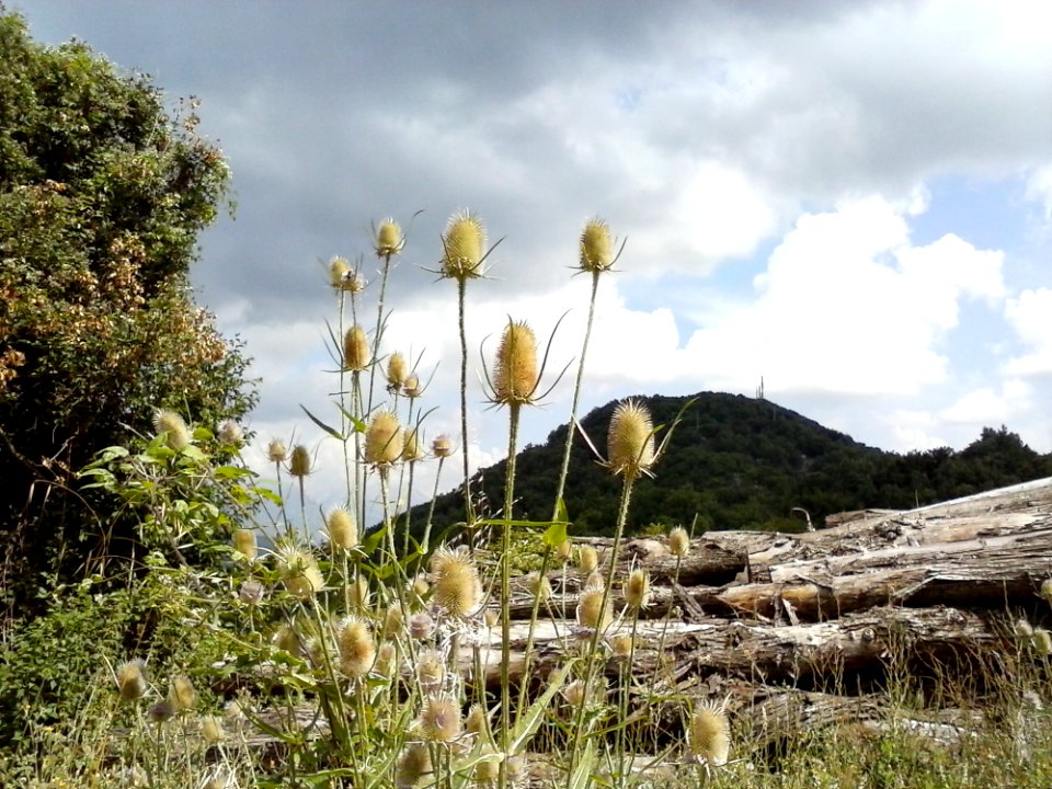 Cloud Sky Plant Flower