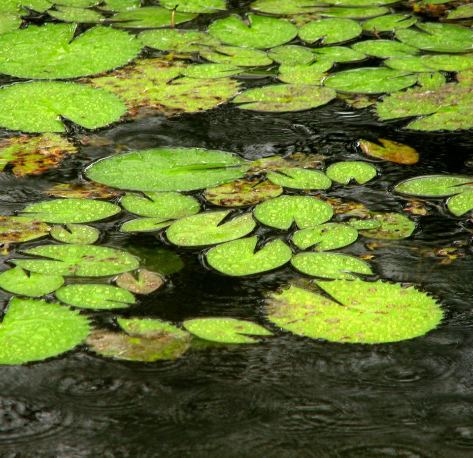 Victoria Waterlily