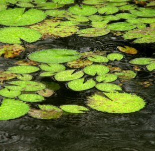 Victoria Waterlily
