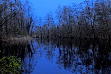 Branches amp Reflets