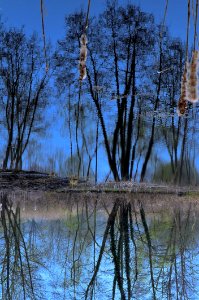 Branches amp Reflets