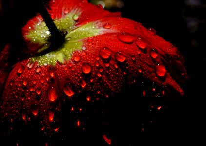 Poppy In The Dew photo