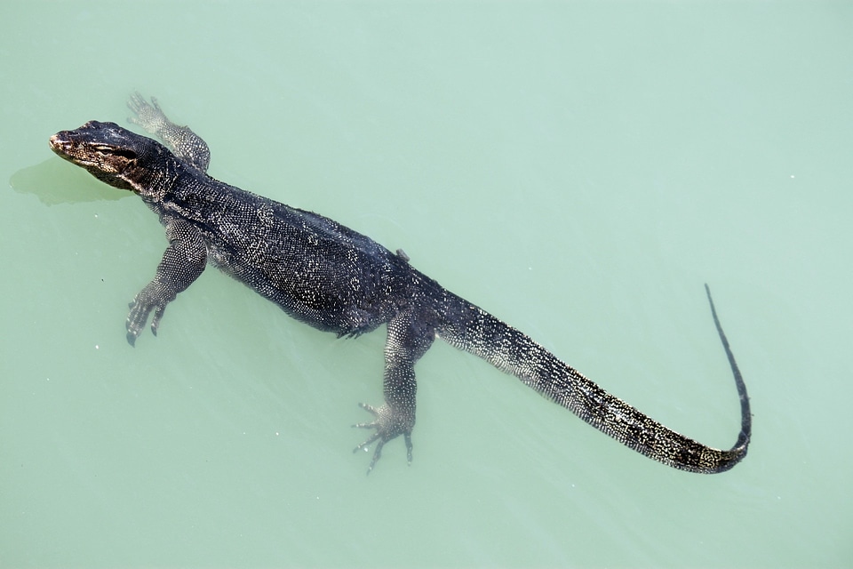 Creature dragon skin