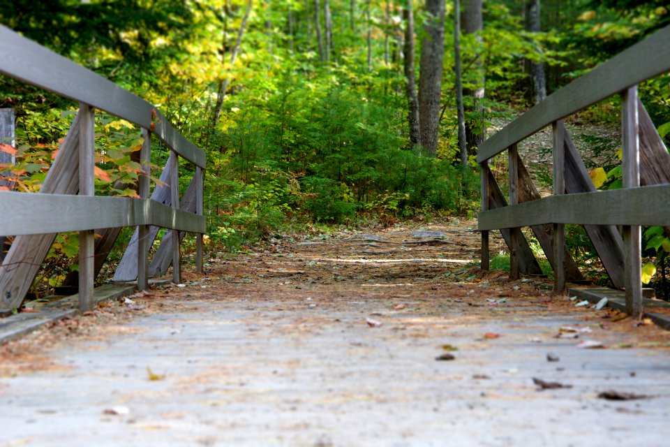 Bridge In Forest