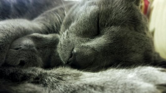 Russian Blue Cat Lying On Textile photo